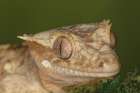 Crested gecko, native to New Caledonia. Art Print